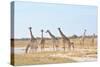 Giraffes-Grobler du Preez-Stretched Canvas