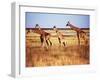 Giraffes-null-Framed Photographic Print