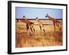 Giraffes-null-Framed Photographic Print