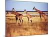 Giraffes-null-Mounted Photographic Print