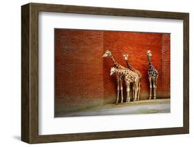 Giraffes-yuran-78-Framed Photographic Print