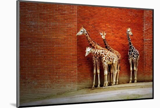 Giraffes-yuran-78-Mounted Photographic Print