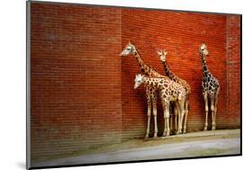 Giraffes-yuran-78-Mounted Photographic Print