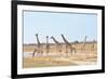 Giraffes-Grobler du Preez-Framed Photographic Print