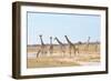 Giraffes-Grobler du Preez-Framed Photographic Print