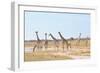 Giraffes-Grobler du Preez-Framed Photographic Print