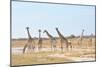 Giraffes-Grobler du Preez-Mounted Photographic Print