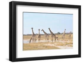 Giraffes-Grobler du Preez-Framed Photographic Print