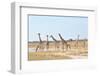 Giraffes-Grobler du Preez-Framed Photographic Print