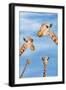 Giraffes-null-Framed Photographic Print