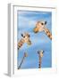 Giraffes-null-Framed Photographic Print