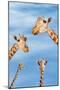 Giraffes-null-Mounted Photographic Print