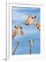 Giraffes-null-Framed Photographic Print