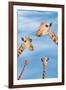 Giraffes-null-Framed Photographic Print