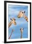 Giraffes-null-Framed Photographic Print