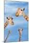 Giraffes-null-Mounted Photographic Print