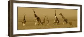 Giraffes-Sarah Farnsworth-Framed Photographic Print
