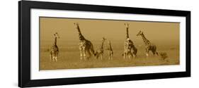 Giraffes-Sarah Farnsworth-Framed Photographic Print