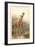 Giraffes-null-Framed Art Print