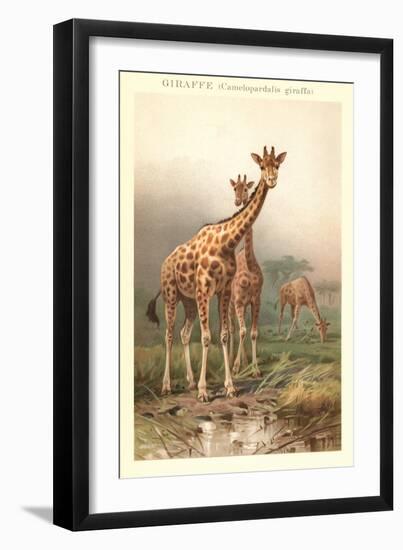 Giraffes-null-Framed Art Print