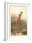 Giraffes-null-Framed Art Print