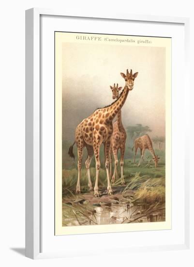 Giraffes-null-Framed Art Print