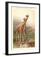 Giraffes-null-Framed Art Print