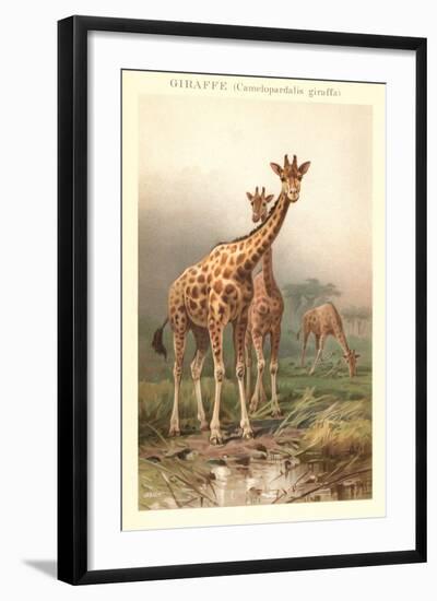 Giraffes-null-Framed Art Print