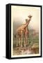 Giraffes-null-Framed Stretched Canvas