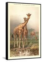 Giraffes-null-Framed Stretched Canvas