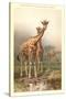 Giraffes-null-Stretched Canvas