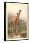 Giraffes-null-Framed Stretched Canvas