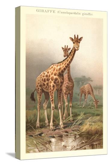 Stretched Canvas Print, , large