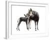 Giraffokeryx-null-Framed Photographic Print