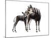 Giraffokeryx-null-Mounted Photographic Print