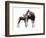 Giraffokeryx-null-Framed Photographic Print