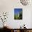 Giralda Framed by Orange Trees, Seville, Andalucia, Spain, Europe-Tomlinson Ruth-Mounted Photographic Print displayed on a wall