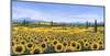 Girasoli-Tebo Marzari-Mounted Art Print