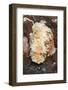 Girdled Glossodoris-Hal Beral-Framed Photographic Print