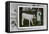 Girl About to Milk a Cow, Greetings Card, C1890-1910-null-Framed Stretched Canvas