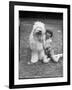 Girl and Sheepdog-null-Framed Photographic Print