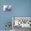 Girl Eating Raspberries, Bellingham, Washington, USA-Steve Satushek-Photographic Print displayed on a wall