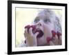 Girl Eating Raspberries, Bellingham, Washington, USA-Steve Satushek-Framed Photographic Print