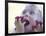 Girl Eating Raspberries, Bellingham, Washington, USA-Steve Satushek-Framed Photographic Print