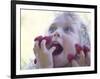 Girl Eating Raspberries, Bellingham, Washington, USA-Steve Satushek-Framed Photographic Print