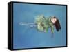 Girl Floating, 2004-Lucinda Arundell-Framed Stretched Canvas