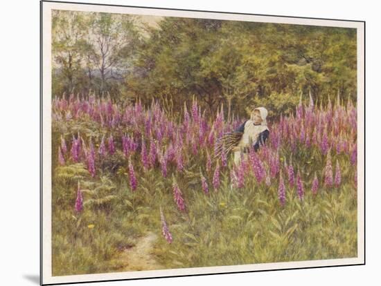 Girl Gathering Sticks in Kent Walks Through a Mass of Foxgloves-Helen Allingham-Mounted Art Print