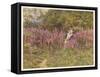 Girl Gathering Sticks in Kent Walks Through a Mass of Foxgloves-Helen Allingham-Framed Stretched Canvas