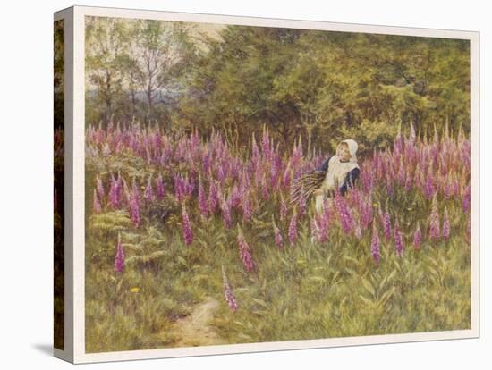 Girl Gathering Sticks in Kent Walks Through a Mass of Foxgloves-Helen Allingham-Stretched Canvas