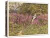 Girl Gathering Sticks in Kent Walks Through a Mass of Foxgloves-Helen Allingham-Stretched Canvas